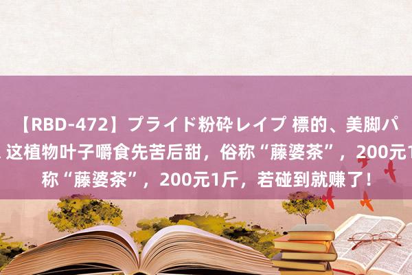 【RBD-472】プライド粉砕レイプ 標的、美脚パーツモデル ASUKA 这植物叶子嚼食先苦后甜，俗称“藤婆茶”，200元1斤，若碰到就赚了！